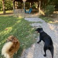 Discovering Pet-Friendly Gardens in Wilder, Kentucky