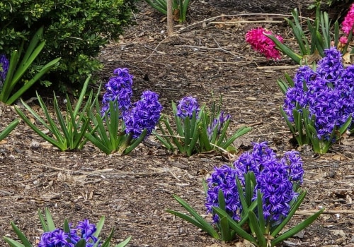 Discovering the Enchanting Gardens of Wilder, Kentucky