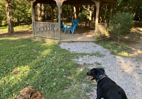 Discovering Pet-Friendly Gardens in Wilder, Kentucky