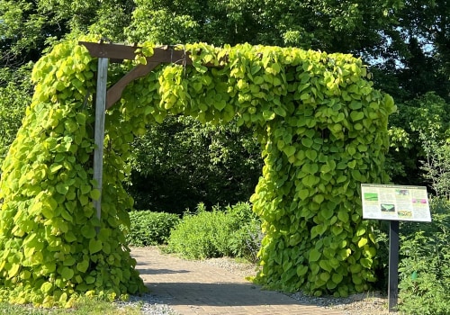 Discovering the Enchanting Gardens of Wilder, Kentucky